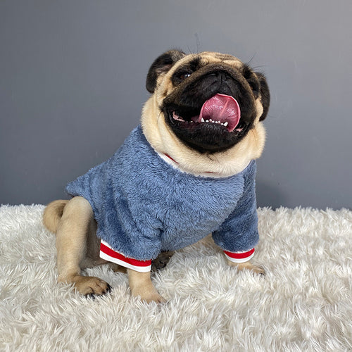 Pug dog wearing a blue sweater with red trim on a white rug against a gray wall.