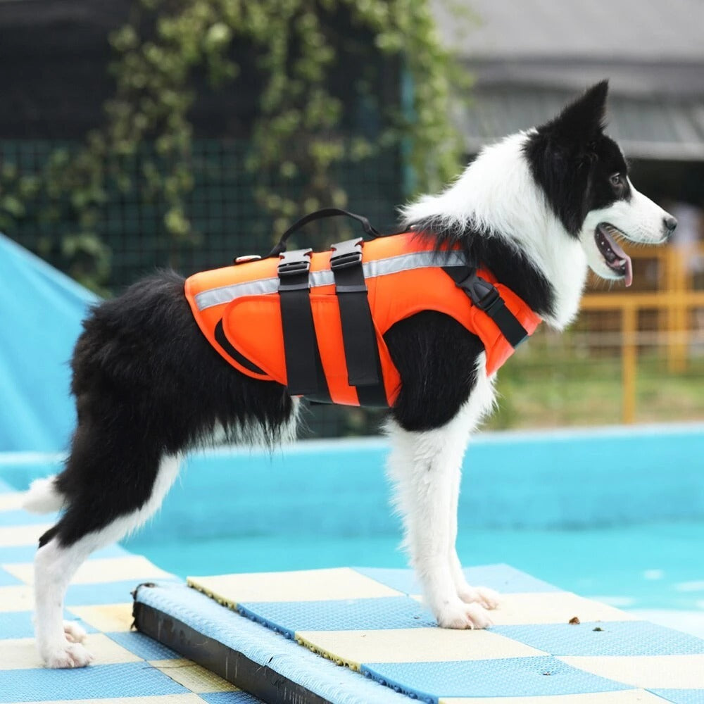 Dog wearing an orange life jacket standing on a pool deck.